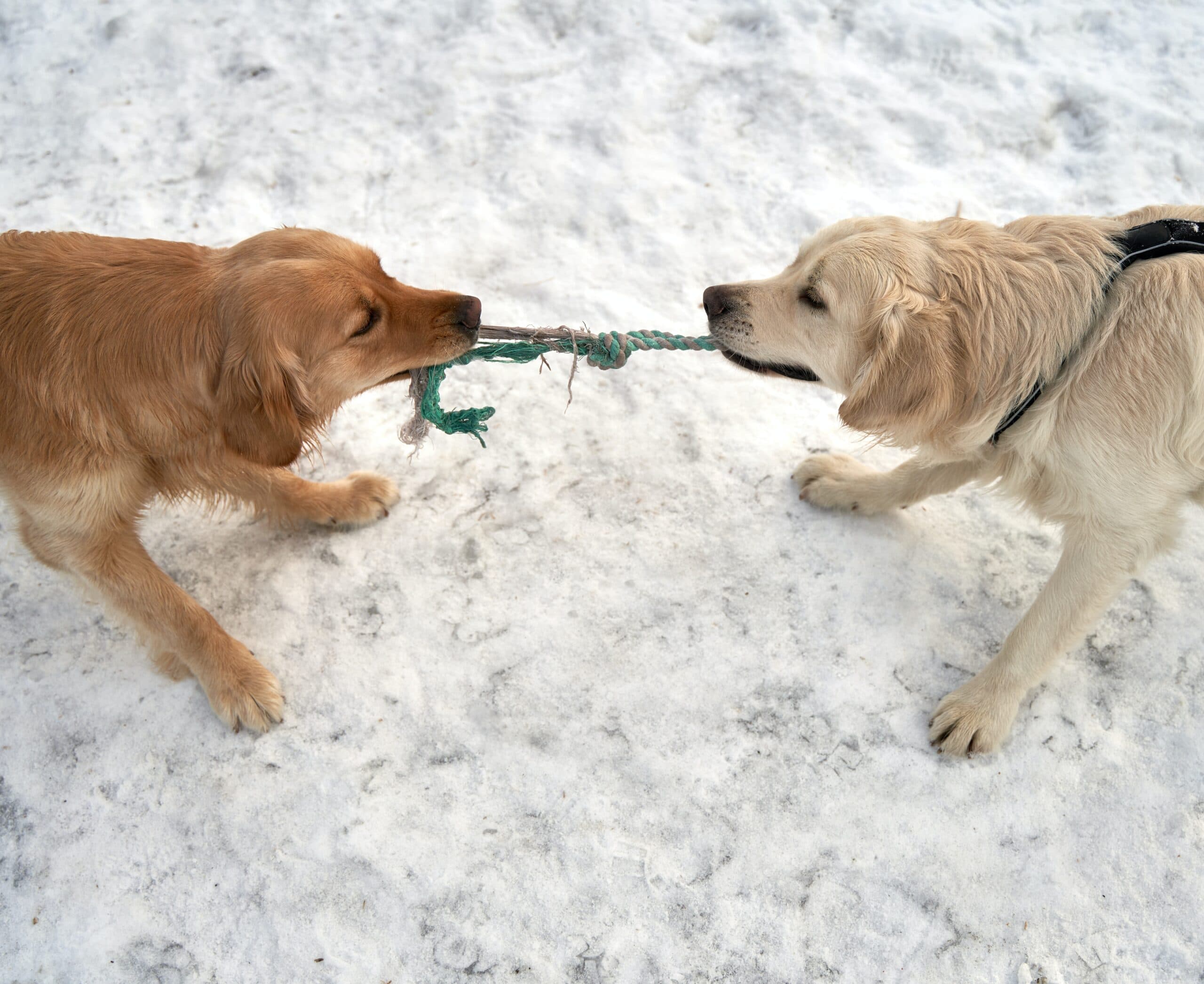 Two yellow labs playing tug-of-war