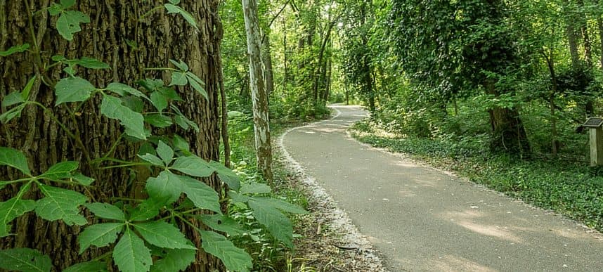 Paved greenway trail through the woods