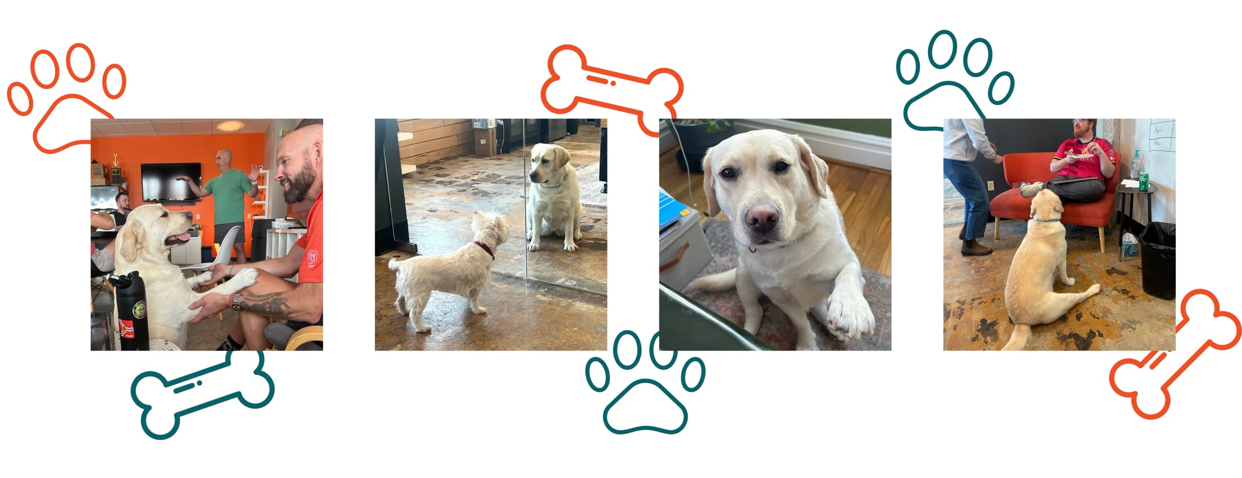 Photos of Sugar, the office Labrador, with team members