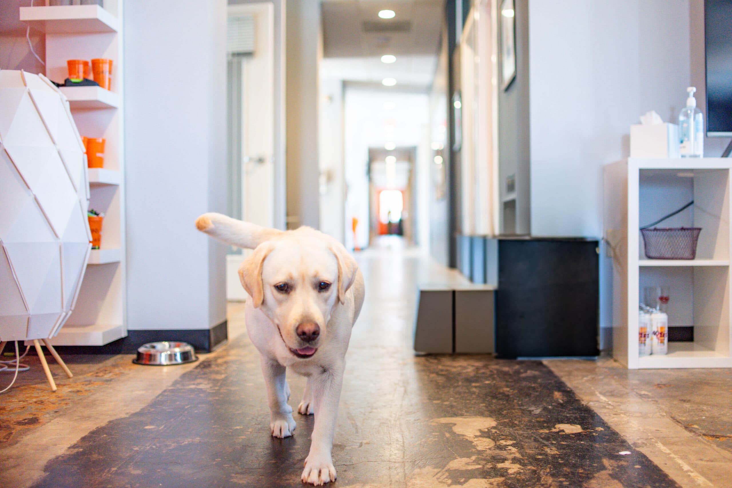 Integrity's official office dog, Sugar in the St Louis office
